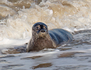 Seal Release - Nesquik and Rubicon
