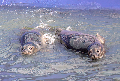 Seal Release - Nesquik and Rubicon