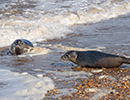 Seal Release - Nesquik and Rubicon