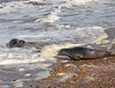 Seal Release - Nesquik and Rubicon
