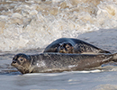 Seal Release - Nesquik and Rubicon