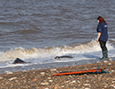 Seal Release - Nesquik and Rubicon