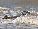 Seal Release - Nesquik and Rubicon
