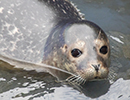 Seal Release - Nesquik and Rubicon