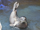 Seal Release - Nesquik and Rubicon