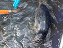 Seal Release - Nesquik and Rubicon