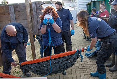 Seal Release - Nesquik and Rubicon