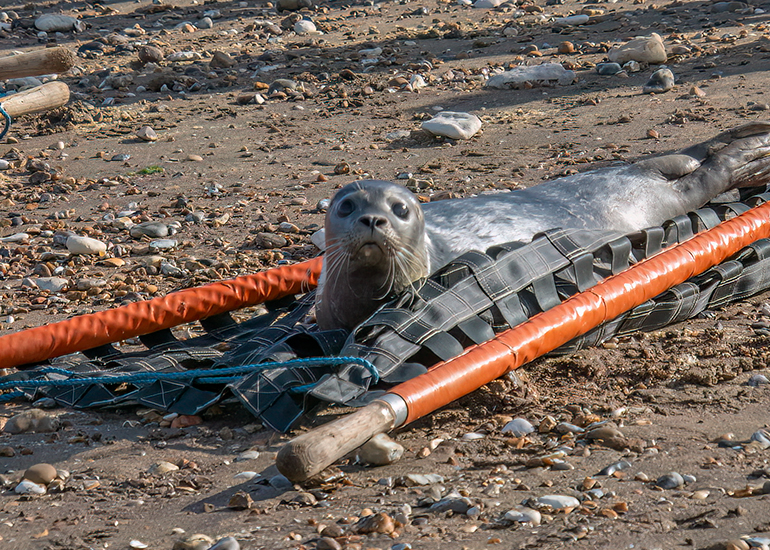 Rubicon and Nesquik - Common Seal pups - released on 3rd October 2023