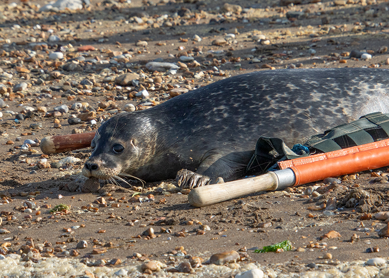 Rubicon and Nesquik - Common Seal pups - released on 3rd October 2023