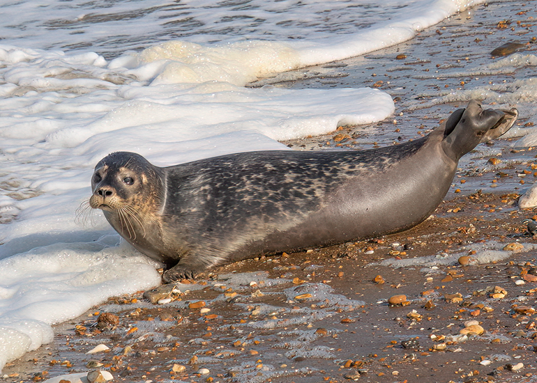 Rubicon and Nesquik - Common Seal pups - released on 3rd October 2023