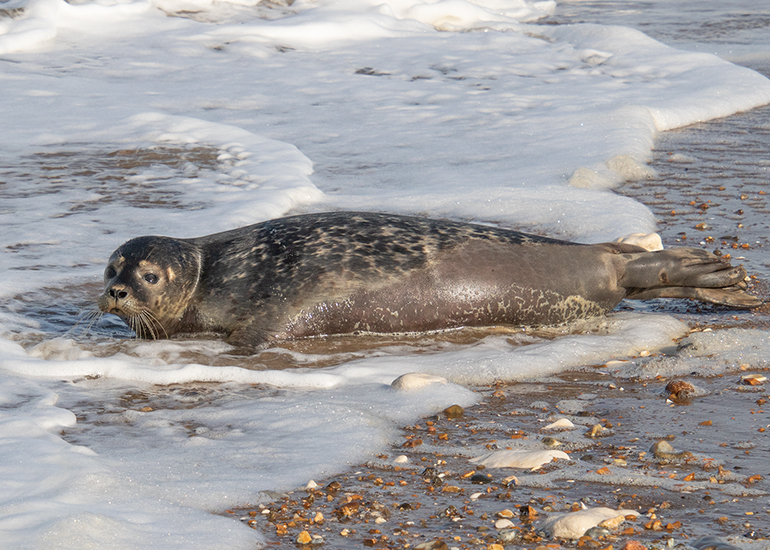 Rubicon and Nesquik - Common Seal pups - released on 3rd October 2023