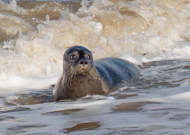 Rubicon and Nesquik - Common Seal pups - released on 3rd October 2023