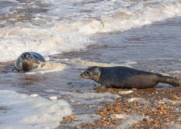 Rubicon and Nesquik - Common Seal pups - released on 3rd October 2023
