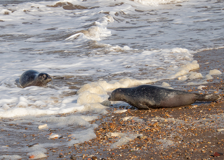 Rubicon and Nesquik - Common Seal pups - released on 3rd October 2023