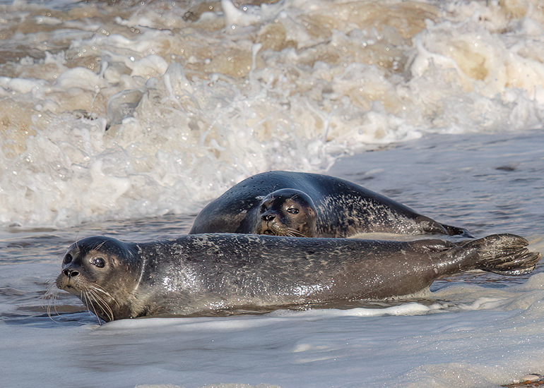 Rubicon and Nesquik - Common Seal pups - released on 3rd October 2023