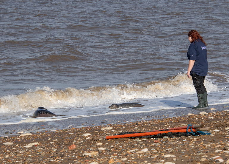 Rubicon and Nesquik - Common Seal pups - released on 3rd October 2023