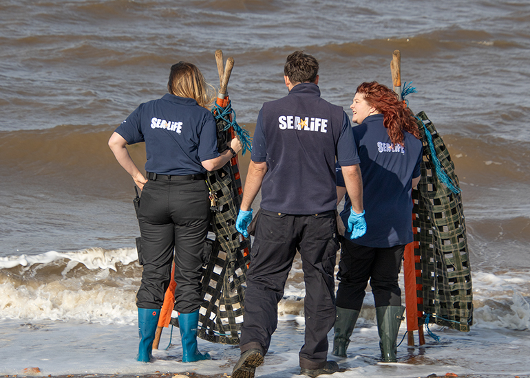 Rubicon and Nesquik - Common Seal pups - released on 3rd October 2023