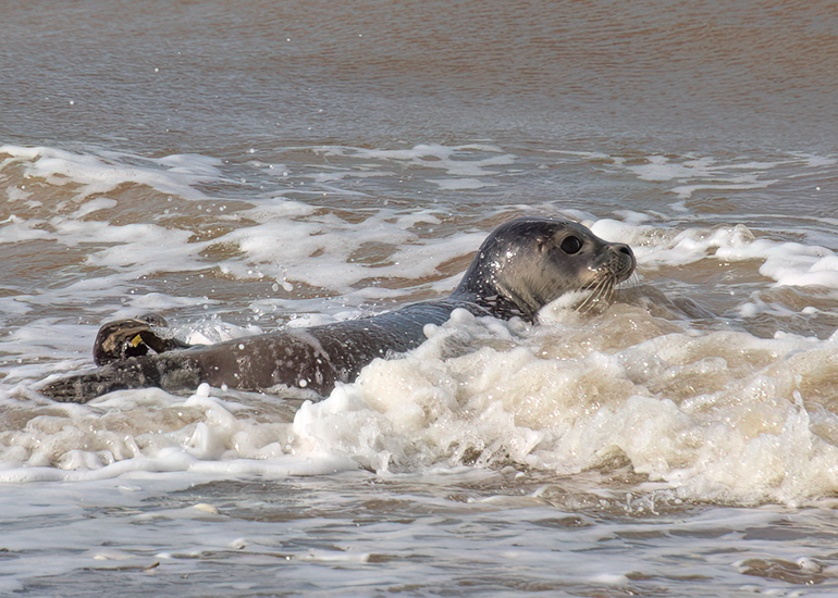 Rubicon and Nesquik - Common Seal pups - released on 3rd October 2023