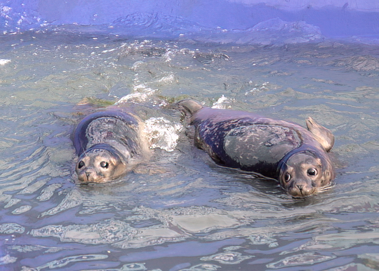 Rubicon and Nesquik - Common Seal pups - released on 3rd October 2023