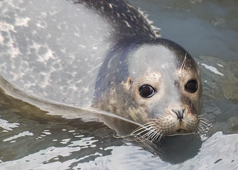 Rubicon and Nesquik - Common Seal pups - released on 3rd October 2023