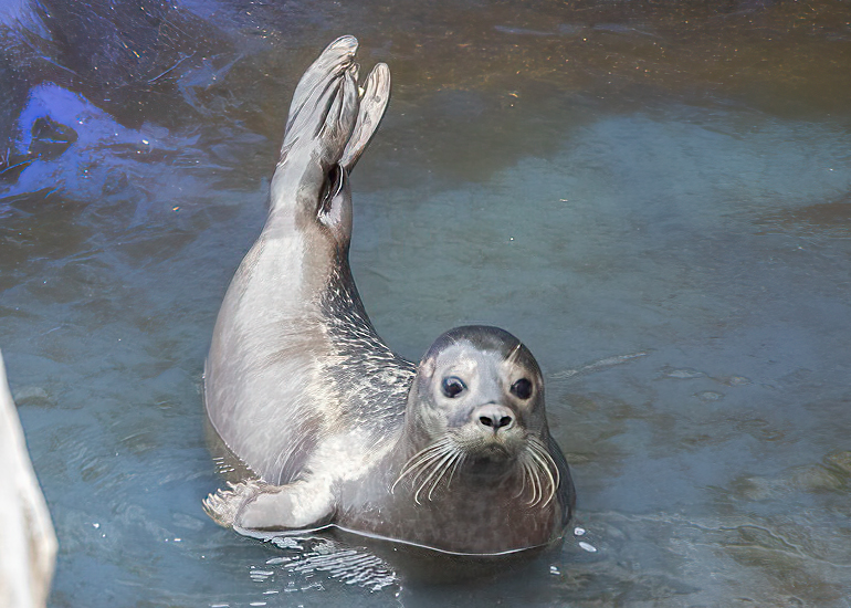 Rubicon and Nesquik - Common Seal pups - released on 3rd October 2023