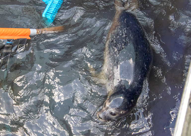 Rubicon and Nesquik - Common Seal pups - released on 3rd October 2023