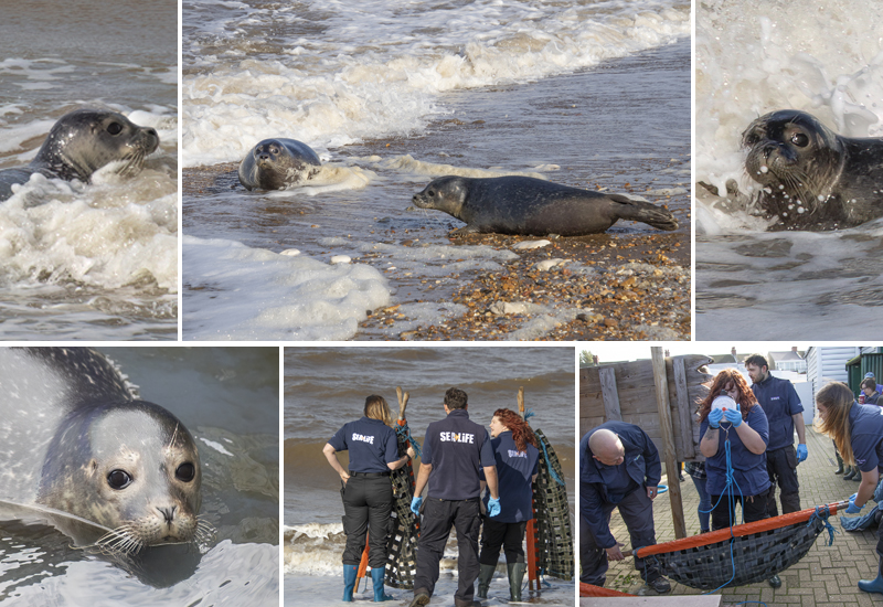 Seal Release - 3rd October 2023