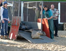 Seal Release - 9th January 2014