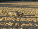 Seal Release - 9th January 2014