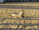 Seal Release - 9th January 2014