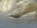 Seal Release - 9th January 2014