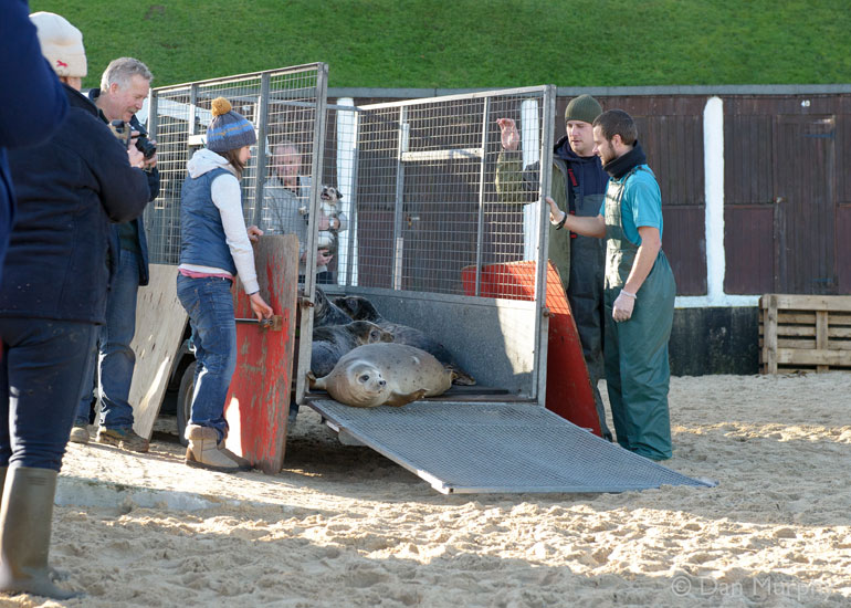 Seal Release - 9th January 2014