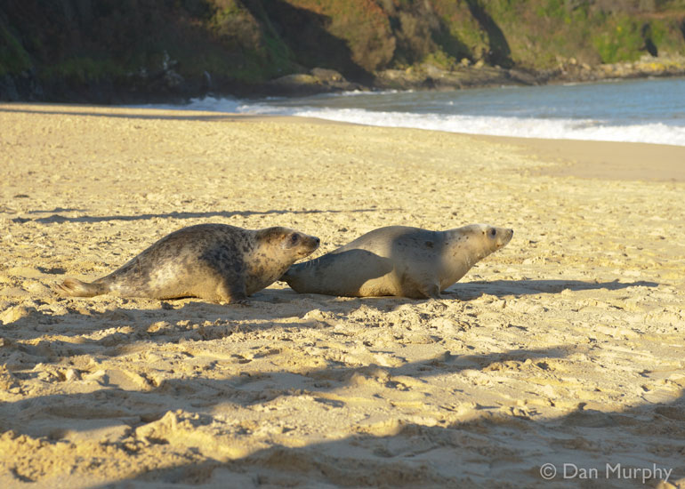 Seal Release - 9th January 2014