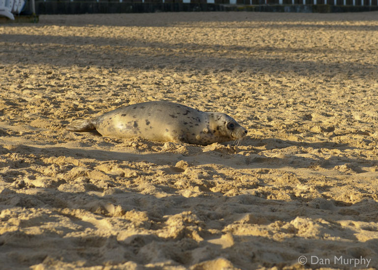 Seal Release - 9th January 2014