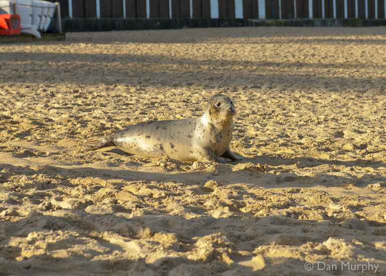 Seal Release - 9th January 2014