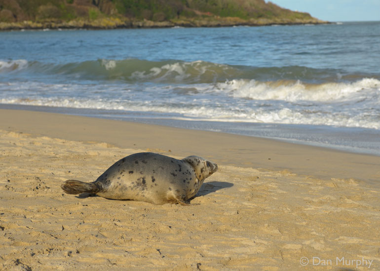 Seal Release - 9th January 2014