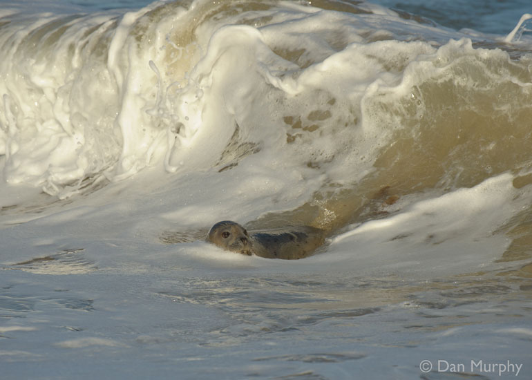 Seal Release - 9th January 2014