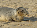 Seal Release - 9th January 2014
