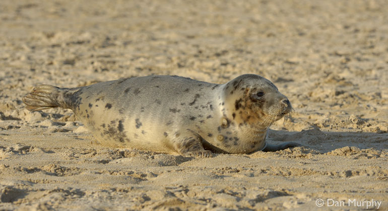 Seal Release - 9th January 2014