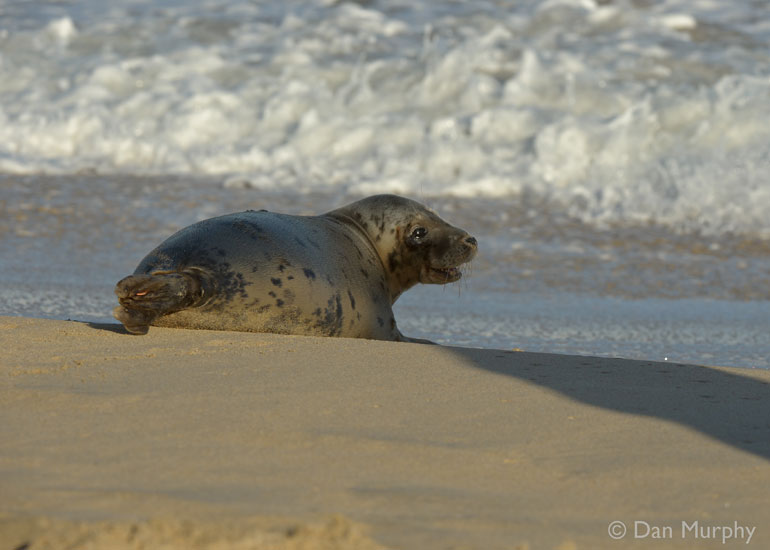 Seal Release - 9th January 2014