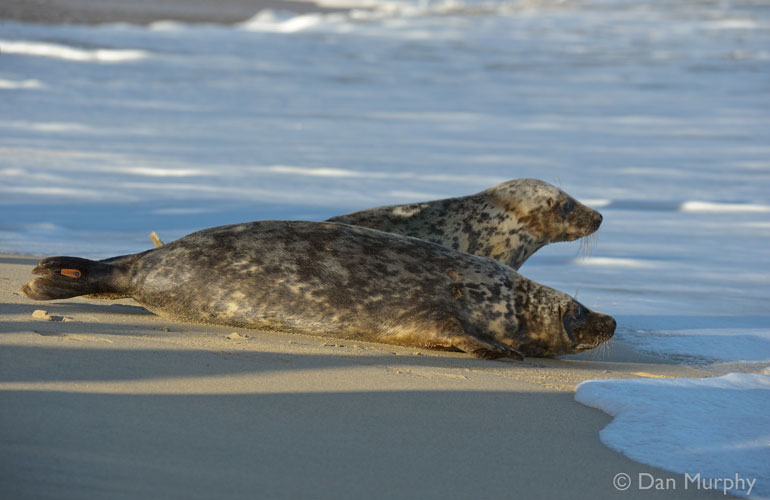 Seal Release - 9th January 2014