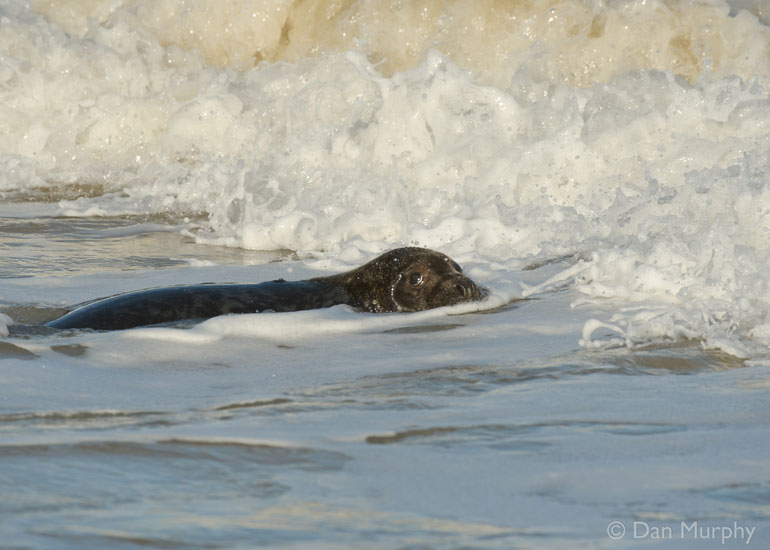 Seal Release - 9th January 2014