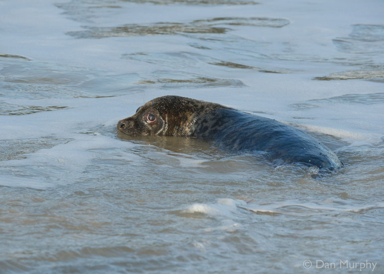 Seal Release - 9th January 2014