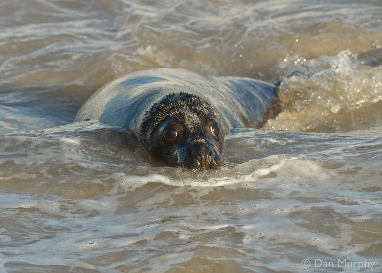 Seal Release - 9th January 2014