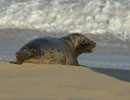 Seal Release - 9th January 2014