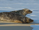 Seal Release - 9th January 2014