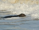 Seal Release - 9th January 2014