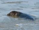 Seal Release - 9th January 2014