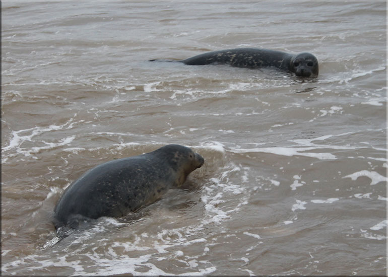 Seal Release 9th October 2017