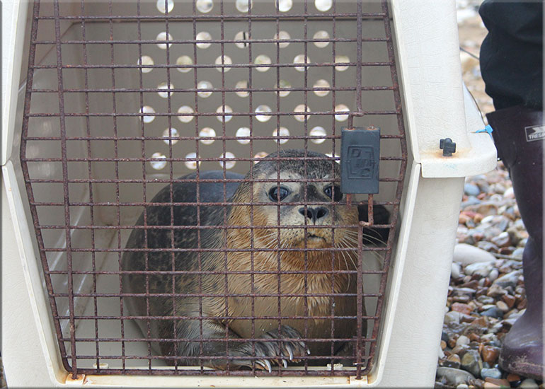 Seal Release 9th October 2017